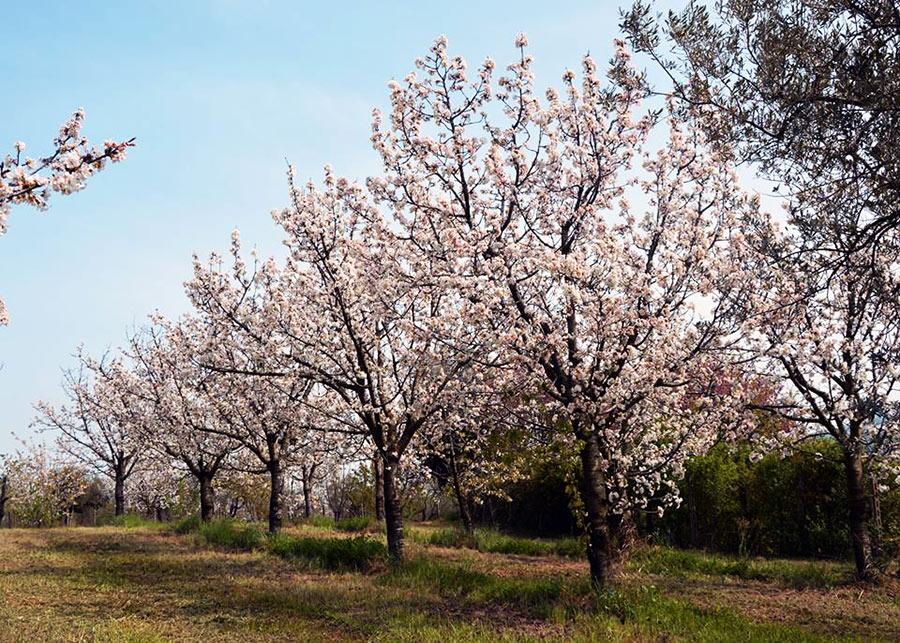 Foto di alberi di ciliegi in fiore